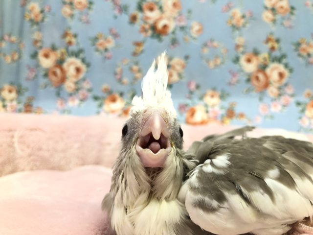 オカメちゃんが入舎しました！　１２／２９撮影