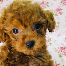 全力でアピールしてくるよ！プードルちゃんいるよ！