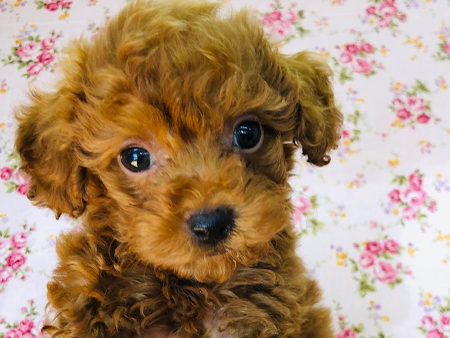 全力でアピールしてくるよ！プードルちゃんいるよ！