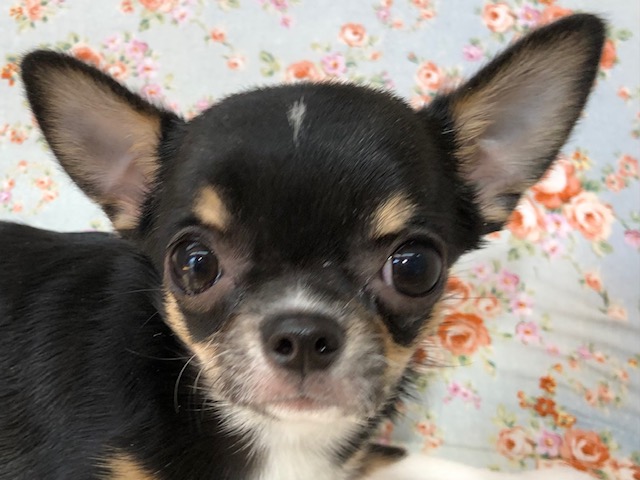 キラキラな瞳に胸キュン！チワワくんいるよ！