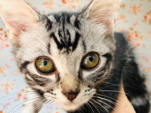 甘えん坊すぎる！アメショーいるよ！