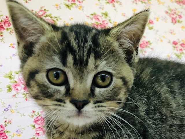 短いあんよが魅力的！マンチカンきたよ！