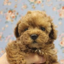 満を持しての降臨！！　当店秘蔵っ子トイプードルちゃん♪