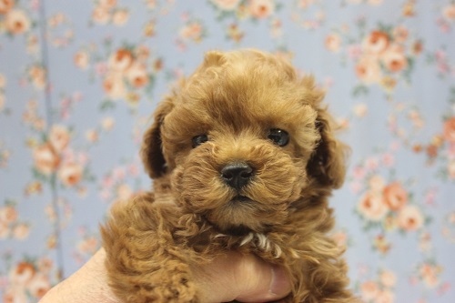 満を持しての降臨！！　当店秘蔵っ子トイプードルちゃん♪