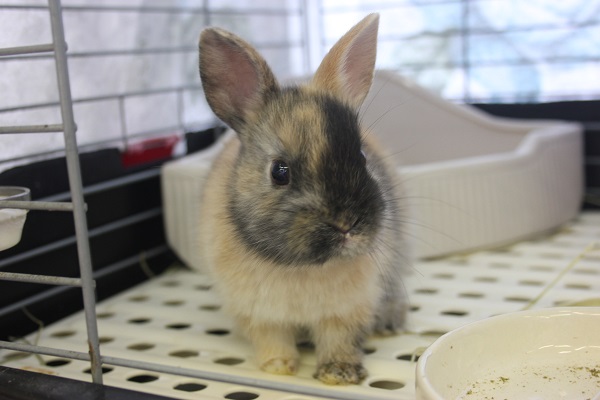 トーティカラーの魅力的なドワーフラビットさんです🥰