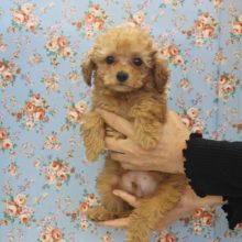 と～っても甘えん坊♡かわゆいトイプードルくんです♂