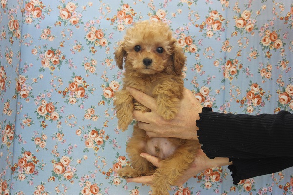 と～っても甘えん坊♡かわゆいトイプードルくんです♂