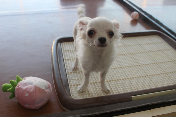 人がだ～い好き☆チワワ・男の子！