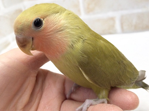 ヒナ餌卒業してます。綺麗な色の小桜インコシナモン