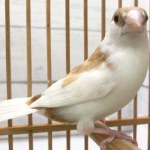 ミルクティー色の十姉妹さんがやって来ました！