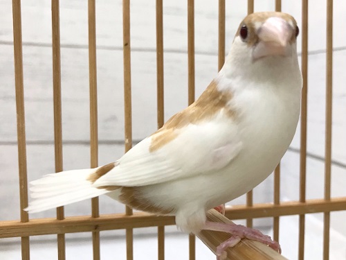 ミルクティー色の十姉妹さんがやって来ました！