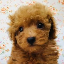 もふもふ！ふわふわ！トイプードル来たよ！