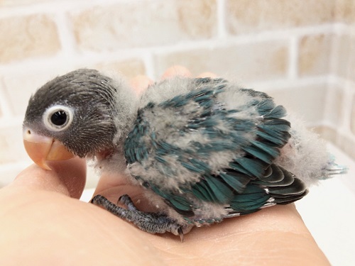 ちびっ子来ました！ブルーボタンインコ