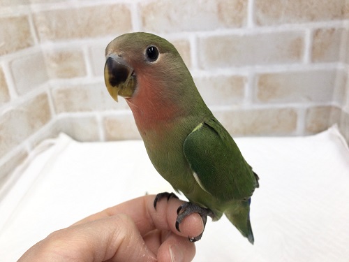ヒナ餌卒業してます。コザクラインコ（ノーマル）