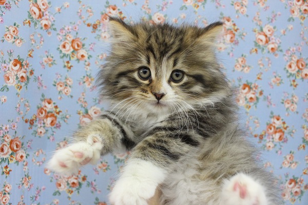 アイドルフェイス☆ノルウェージャン・男の子！