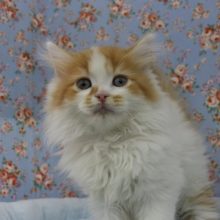 モッフモフなんだから！スコティッシュフォールド・男の子！