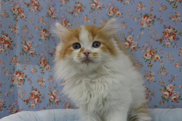 モッフモフなんだから！スコティッシュフォールド・男の子！