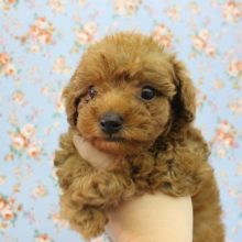 からあげボーイがやってきた～！トイプードル・男の子！