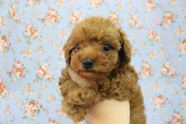 からあげボーイがやってきた～！トイプードル・男の子！