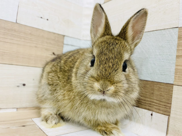 可愛い子のお出まし〜✨ネザーランドドワーフ(チェスナット)