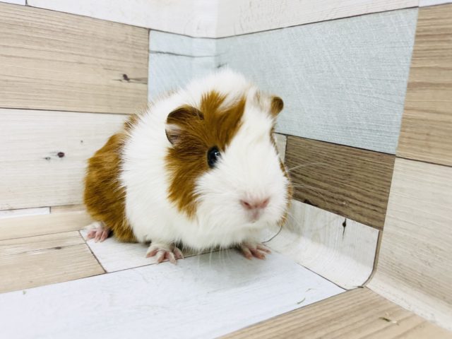 もっちり可愛い手乗り♡アビシニアンモルモットちゃん！