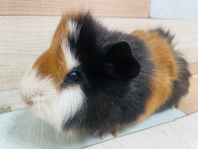 くるくるくるっ！巻き毛っこ モルモット アビシニアン！男の子