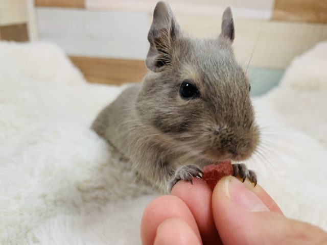 積極的♪デグー(ブルー)ちゃん♡