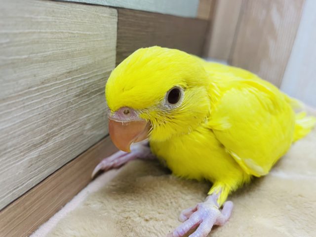 ちょっと控えめな性格です☆ワカケホンセイインコのルチノーカラー！
