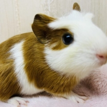 積極的な男の子☆クレステッドモルモット