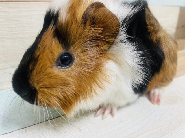 左右で雰囲気ガラｯ！！ モルモット アビシニアン 男の子！