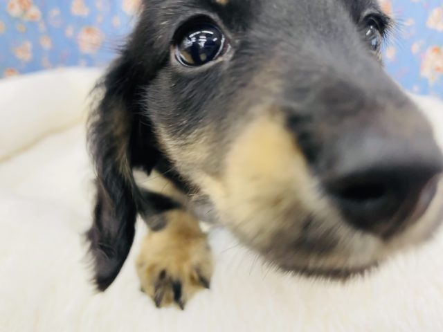 突進が止まらないゼ☆ミニチュアダックスくん(ブラックタン)