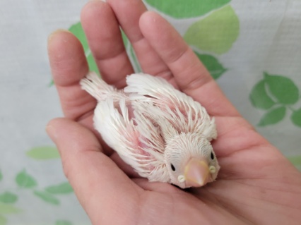 またまたやってまいりました白文鳥さん☆