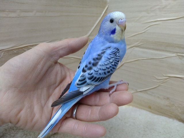 ツンデレセキセイの「ブルーちゃん」いますよ〜