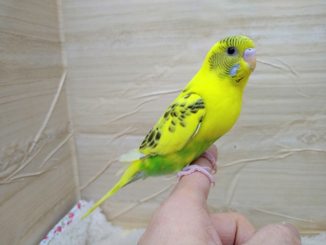 いつでもかまって欲しい！セキセイインコ「キハルクちゃん」いますよ〜