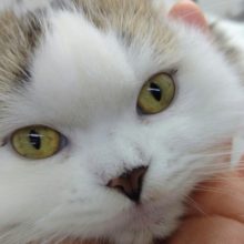 極甘くん！スコティッシュフォールド 男の子♪