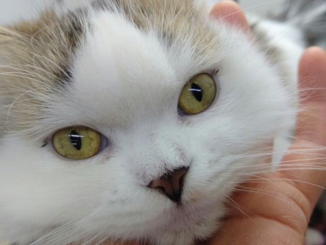 極甘くん！スコティッシュフォールド 男の子♪