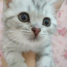 可愛すぎ❤️アメリカンショートヘアー(ST) 女の子♪