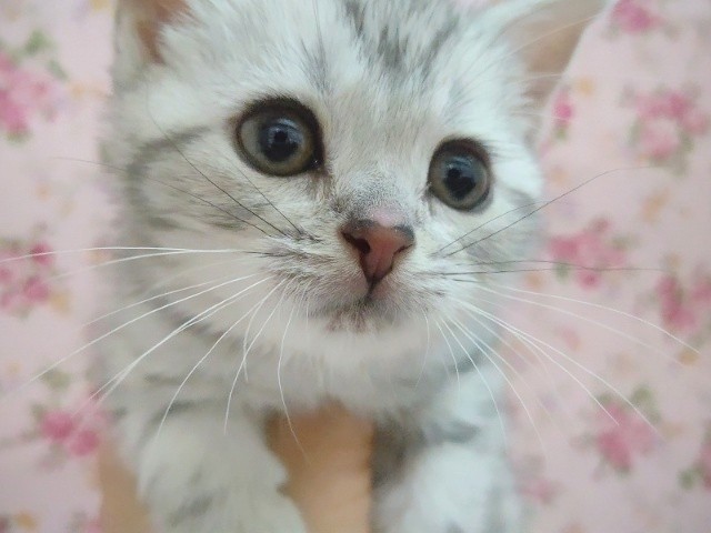 可愛すぎ❤️アメリカンショートヘアー(ST) 女の子♪