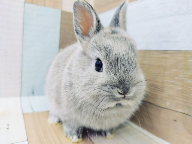 なでなで大好き💕なネザーランドドワーフラビットさん(グレー)入荷しました☆
