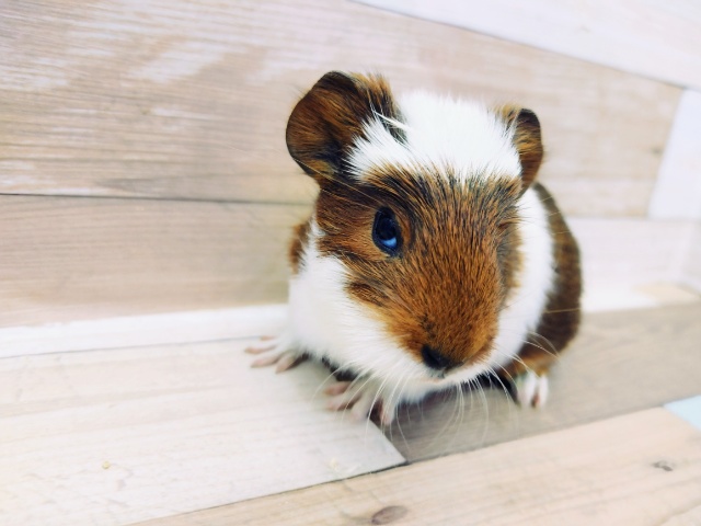 手乗りモル♥️クレステッドのモルモットくん来ました～♥️