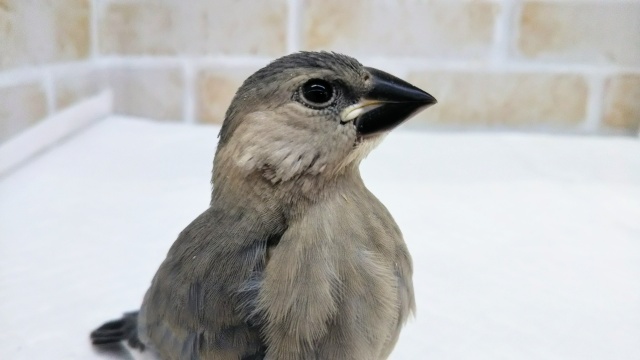 可愛さ100点🌸 桜文鳥