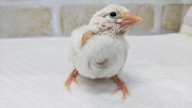 これからの成長が楽しみ～☃️ 白文鳥