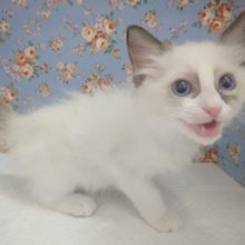 甘えんぼスイッチオン！ラグドール 男の子♪