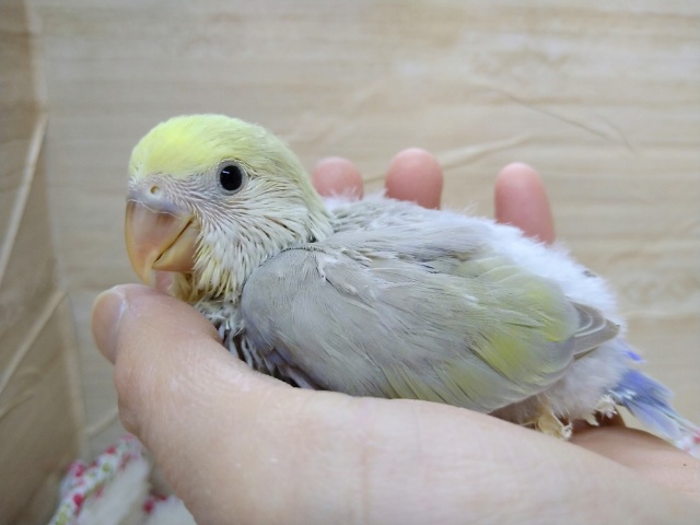 何とも言えないステキなカラーです！小桜さんいますよ〜