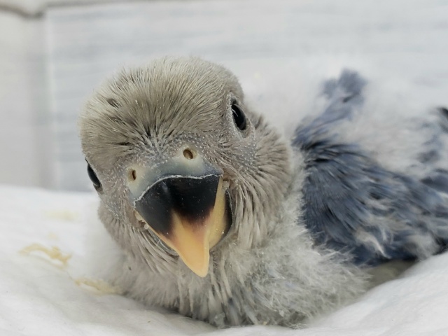 久々のレアカラー。小桜インコブルーオパーリン