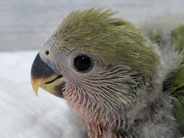 定番人気！小桜インコの、ノーマルです。