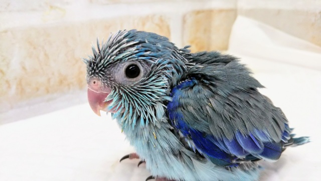 クリクリおめめがキュート マメルリハインコ(ブルー)