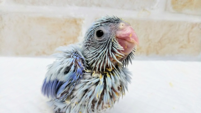 くすみブルー👍 マメルリハインコ(アメリカンホワイト)