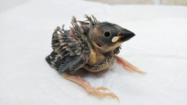 大きくなるんだぞ～🌸 桜文鳥