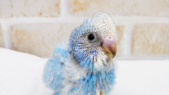 青空ブルー⛅️ セキセイインコ(スパングル)